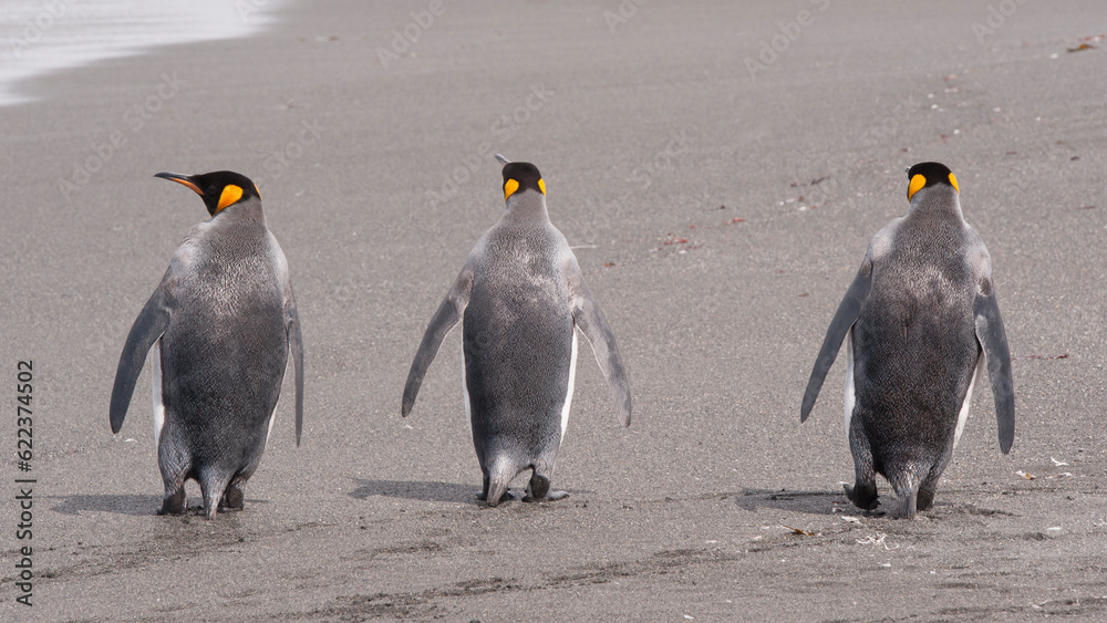 Fototapeta premium King Penguin close up in South Georgia