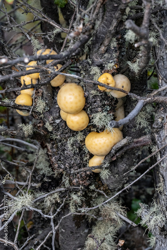 Pan de indio mushrooms attached to a tree.