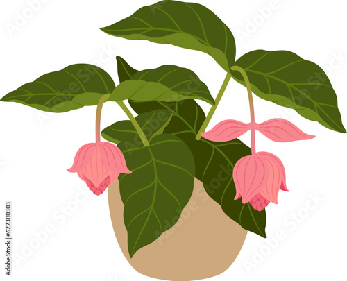 Medinilla magnifica or showy medinilla, isolated cartoon vector tropical flowering plant in pot, with large, vibrant pink blooms that cascade down long, arching stems, creating a captivating display photo