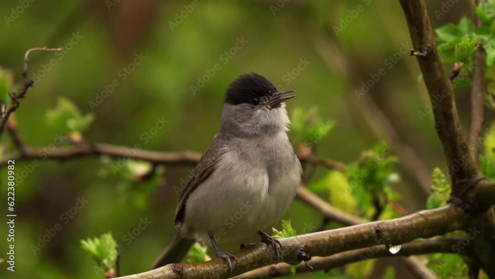 A Eurasian blackcap (Sylvia atricapilla) singing in a bush in spring A Eurasian blackcap (Sylvia atricapilla) singing in a bush in spring