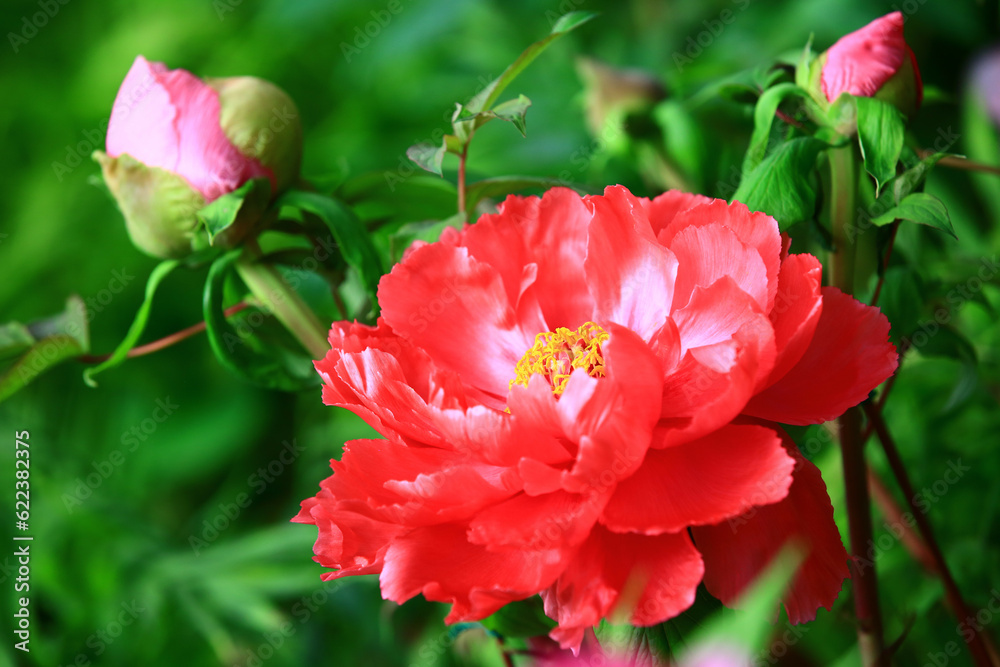 blooming red Peony flower with green leaves,close-up of red Peony flower blooming in the garden blooming red Peony flower with green leaves,close-up of red Peony flower blooming in the garden
