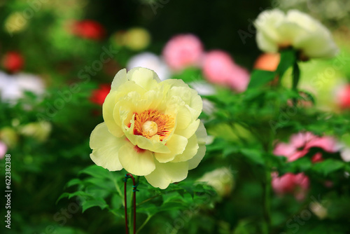 yellow Peony flowers blooming in the garden with green leaves 