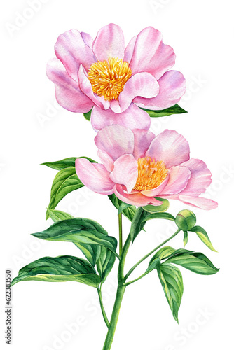 Peonies flowers on white background  watercolor illustration  flower clipart  bouquet of pink peonies