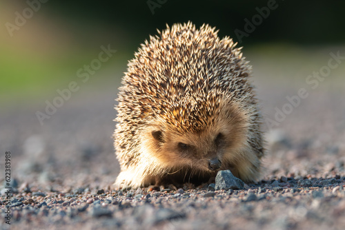 Hedgehog, close-up of the whole body