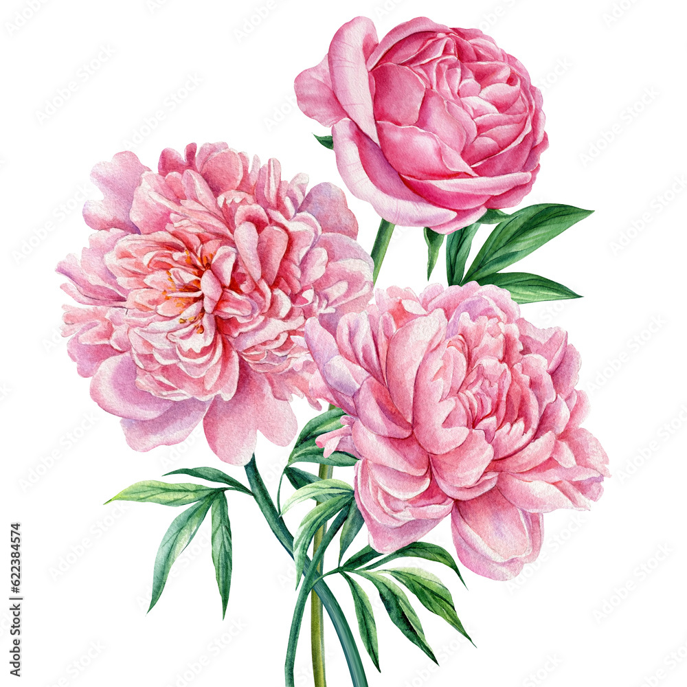 Peonies flowers on white background, watercolor botanical painting, hand drawing pink bouquet of pink peonies