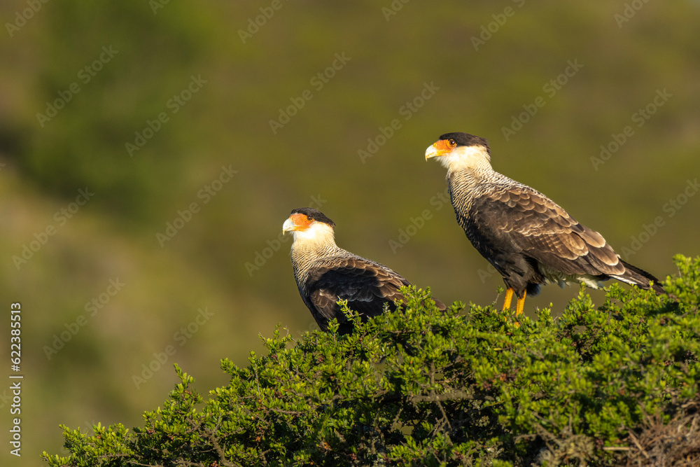 Fototapeta premium A pair of crested caracaras sitting in a tree.