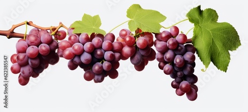 Vineyards, grape harvest food fruits background - Closeup of red wet ripe grapes bunch with water drops, isolated on white background (Generative Ai)