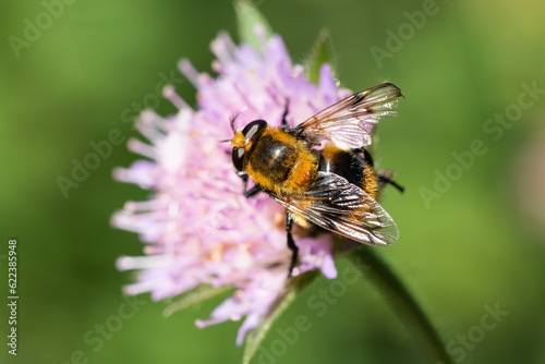 Bumblebee closeup on a pink flower