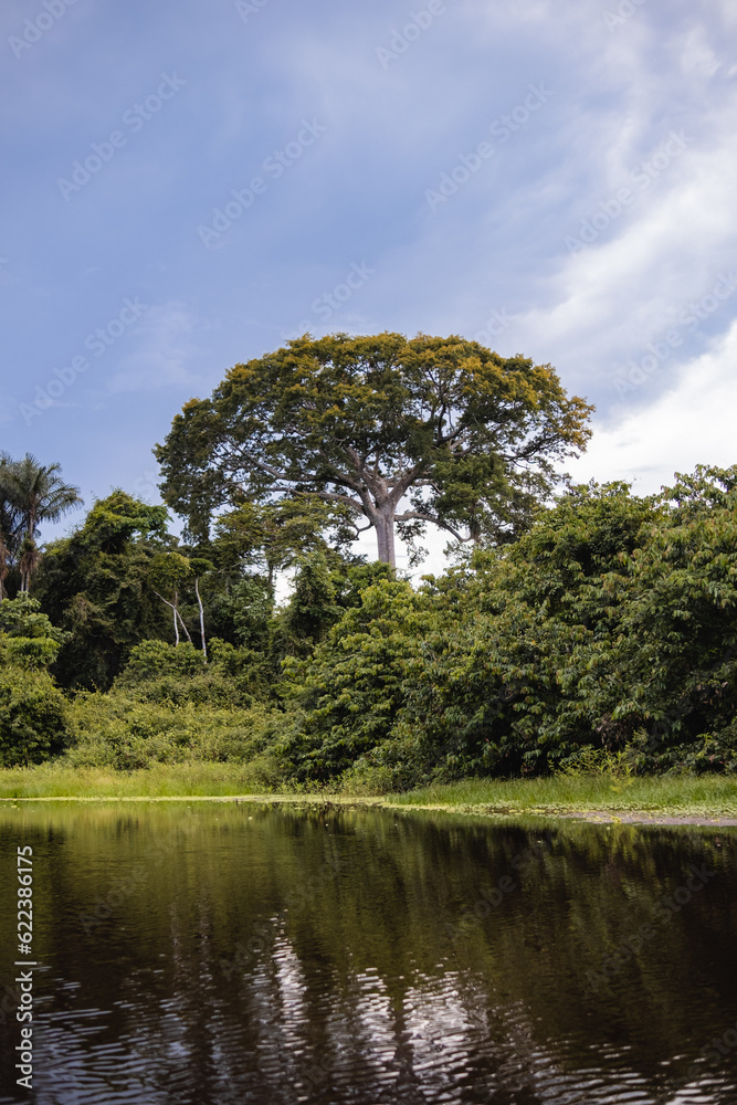 Árvore sagrada Samaúma na Amazônia