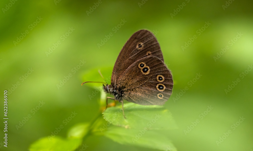 Butterfly Butterfly