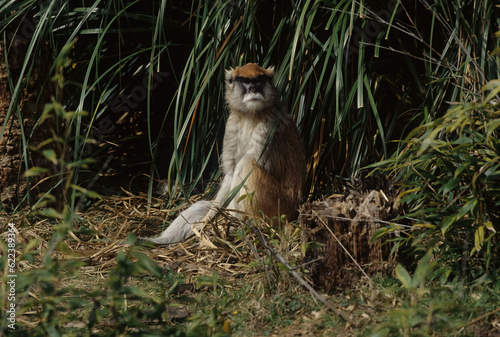 Common patas monkey