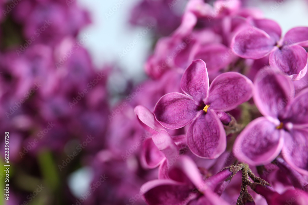 Obraz premium Closeup view of beautiful lilac flowers on blurred background, space for text