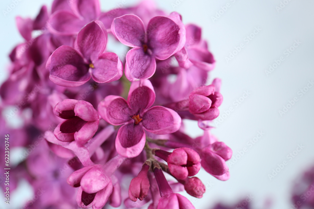 Closeup view of beautiful lilac flowers on light background Closeup view of beautiful lilac flowers on light background