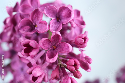 Closeup view of beautiful lilac flowers on light background © New Africa