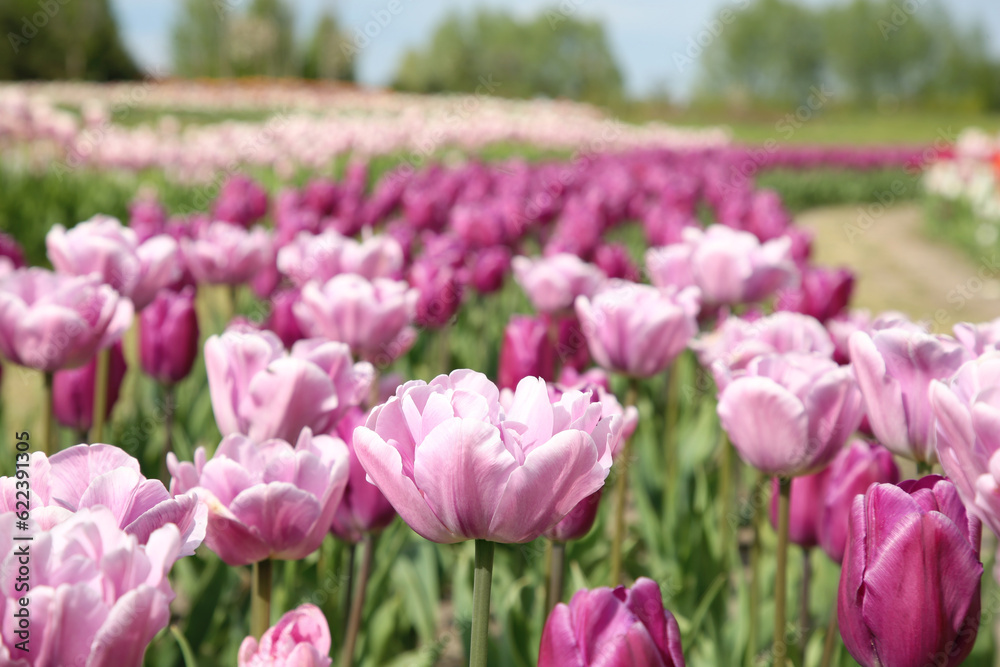 Beautiful colorful tulip flowers growing in field Beautiful colorful tulip flowers growing in field