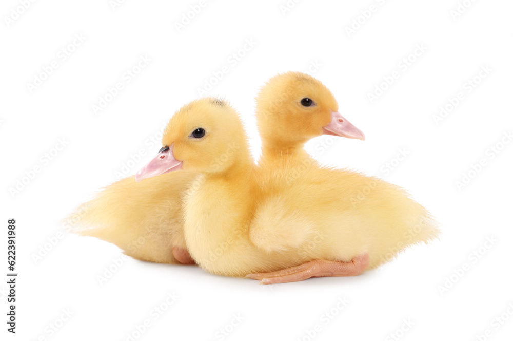 Baby animals. Cute fluffy ducklings on white background