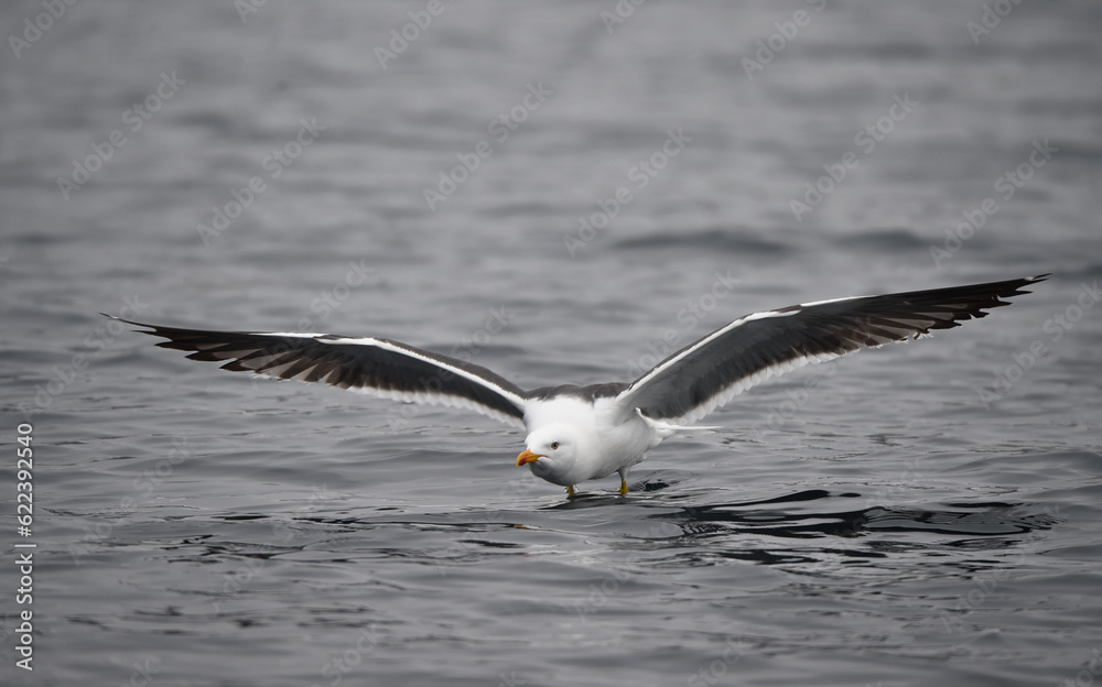Mantelmöwe im Wasser Mantelmöwe im Wasser