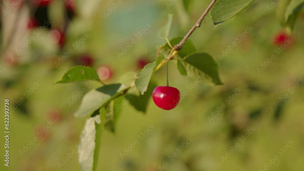 Ripe sweet cherries on the tree. High quality video Ripe sweet cherries on the tree. High quality video