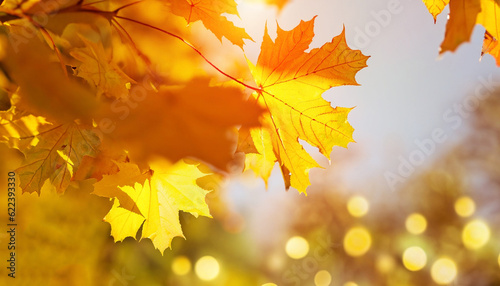 Orange, yellow maple leaves background. Golden autumn concept. Sunny day, warm weather. Banner with light bokeh. Banner