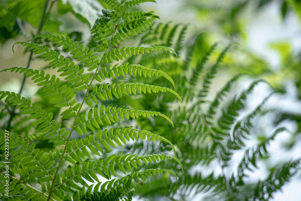Green fern leaves with details as an organic nature background Green fern leaves with details as an organic nature background