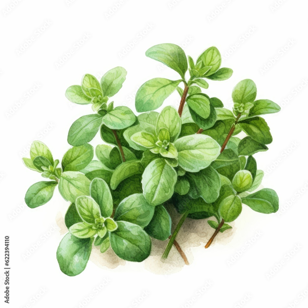 AI generated illustration of a watercolor of a bright Thyme plant on a white background AI generated illustration of a watercolor of a bright Thyme plant on a white background