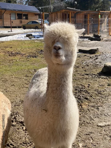 Fototapeta samoprzylepna alpaca in the zoo