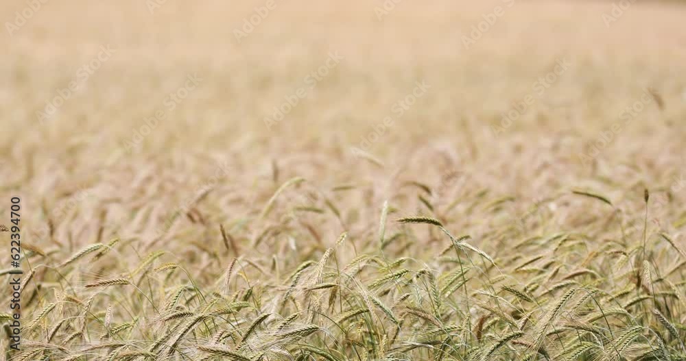 Organic wheat farm in a summer time waiting for harvest. Agriculture concept 4k video. Wheat spikes dancing and waving in the wind. Organic Seeds for Food Basic Sources. Organic wheat farm in a summer time waiting for harvest. Agriculture concept 4k video. Wheat spikes dancing and waving in the wind. Organic Seeds for Food Basic Sources.