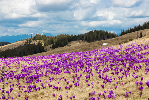 A wonderful view of the spring Carpathians