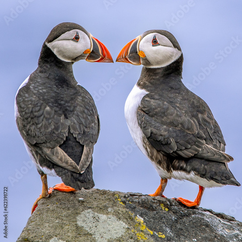 Kissing Puffins photo