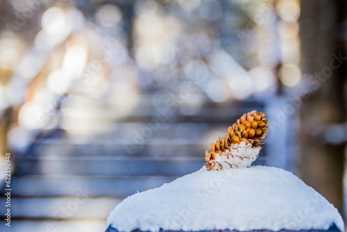 A pine cone on the sonw photo