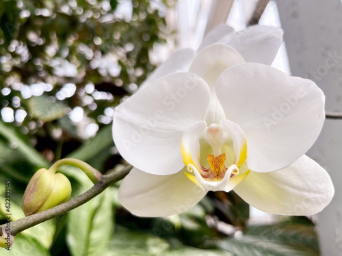 White Orchid