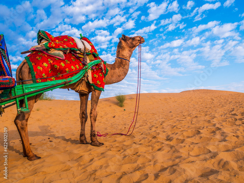 Camel ready for desert  safari with beautiful sky at Golden city of India.