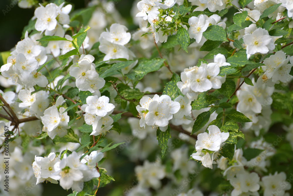 The Flowering jasmine bushes in a summer The Flowering jasmine bushes in a summer