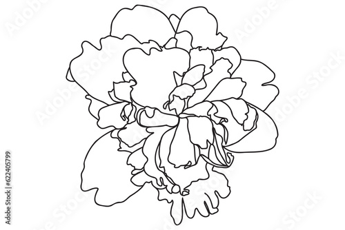 chrysanthemum drawn in black on a white background can be used for cards, March 8, Valentine, tattoo, clothing printing, coloring