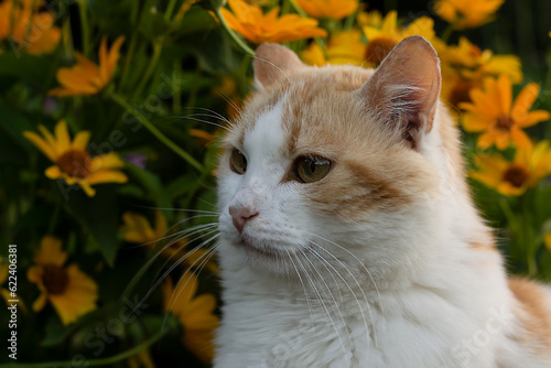 Fototapeta Naklejka Na Ścianę i Meble -  red cat and yellow flowers, cat portrait