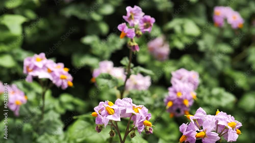 Violet, purple, pink potato flowers, slow motion, beautiful flowering potatoes Violet, purple, pink potato flowers, slow motion, beautiful flowering potatoes
