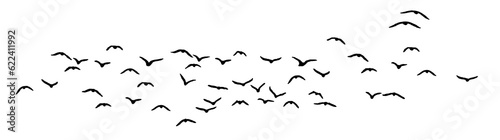 png flock of birds silhouette isolated on clear background  © Birol Dincer 