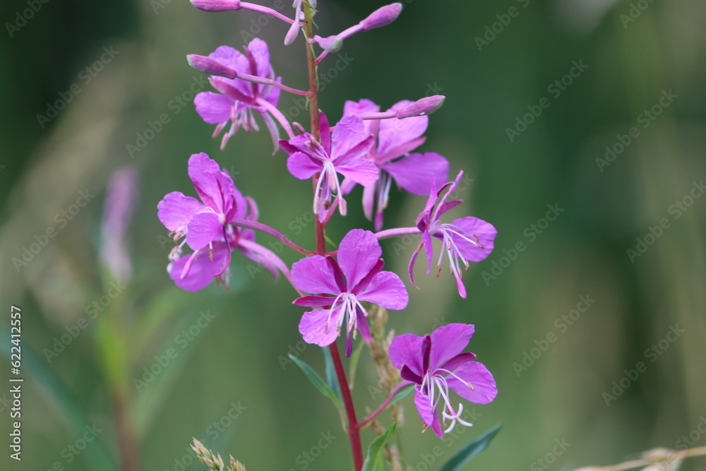 Sweden. Chamaenerion angustifolium is a perennial herbaceous flowering plant in the willowherb family Onagraceae. Sweden. Chamaenerion angustifolium is a perennial herbaceous flowering plant in the willowherb family Onagraceae.
