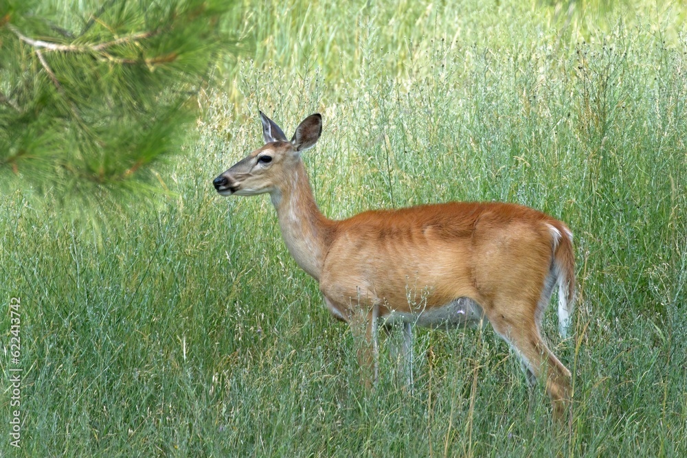 Side view of a white tailed deer. Side view of a white tailed deer.