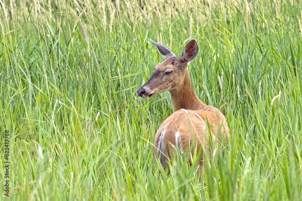 Deer moving around in tall grass. Deer moving around in tall grass.