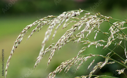 Cereal grass bromus grows in nature photo