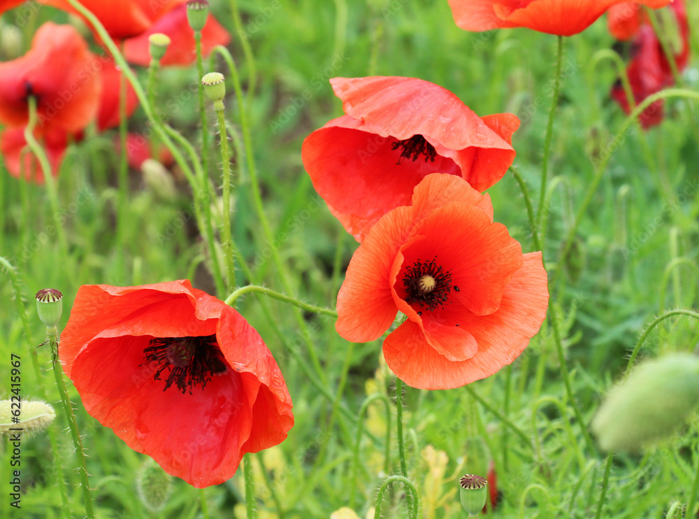 Fototapeta premium Flowering wild poppy (Papaver rhoeas)