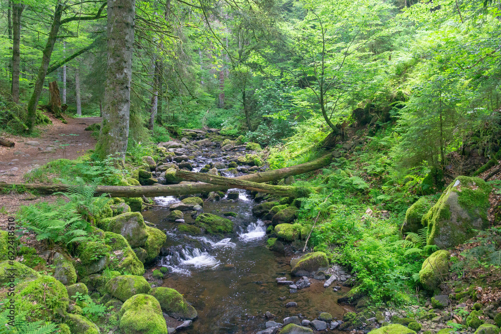 Fallen trees across a stream in the forest Fallen trees across a stream in the forest