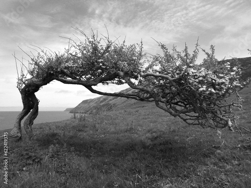 Hawthorn tree distorted by the wind on the Pembrokeshire coast near Llangrannog photo