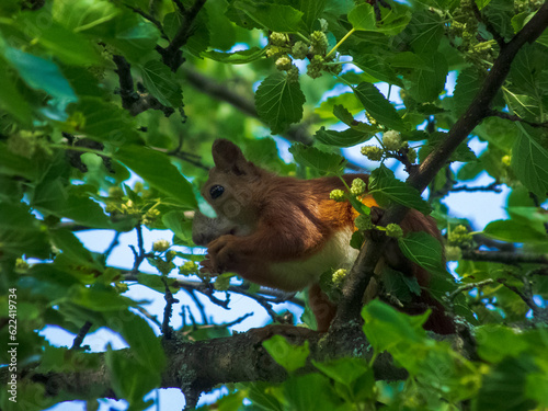 squirrel on a tree © Boris