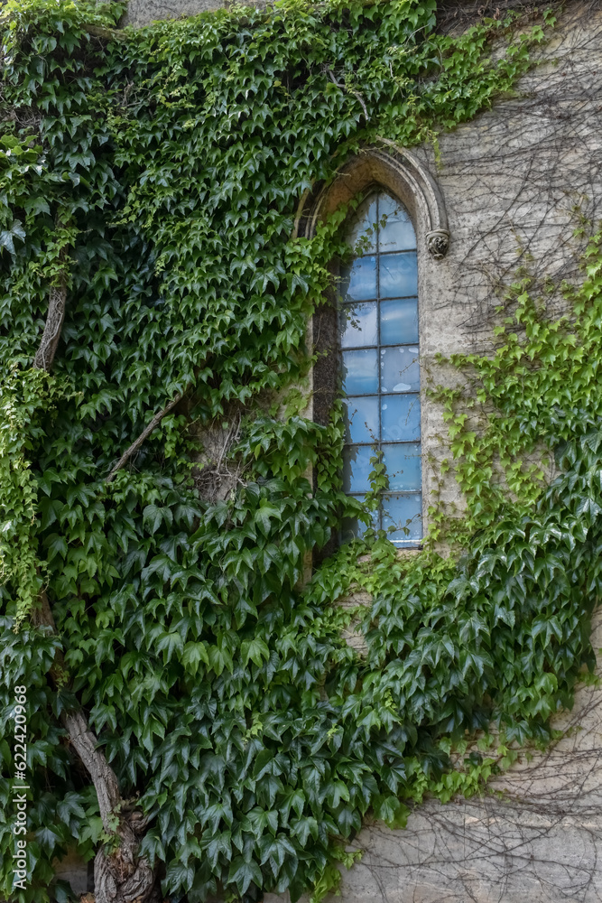 ivy growing up old castle ruin stone walls and across arched window ivy growing up old castle ruin stone walls and across arched window