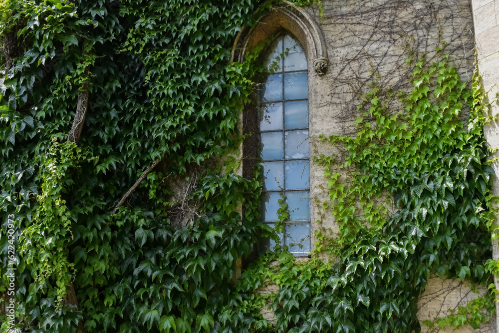 ivy growing up old castle ruin stone walls and across arched window ivy growing up old castle ruin stone walls and across arched window