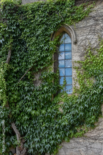 ivy growing up old castle ruin stone walls and across arched window