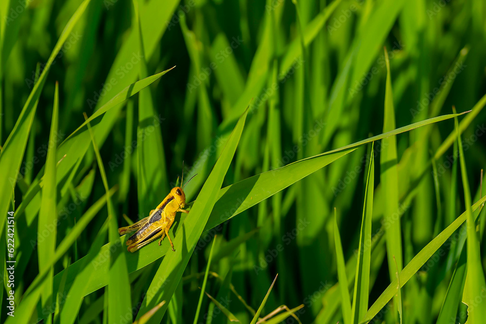 A Yellow Grasshopper Enjoys The Sun In A Marsh On A Summers Day A Yellow Grasshopper Enjoys The Sun In A Marsh On A Summers Day