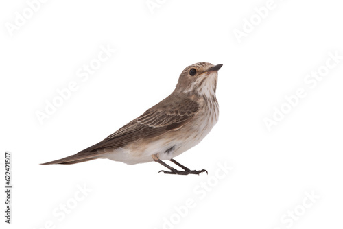 Spotted Flycatcher isolated on white background